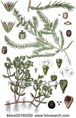 Stock Image - Water Blinks (Montia minor), and Coral-necklace (Illecebrum verticillatum), right, medicinal plant, useful plant, chromolithograph, circa 1790. Fotosearch