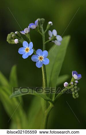 Stock Photo - Water Forget-me-not (Myosotis palustris), flowering, wild plant, Germany, Europe. Fotosearch