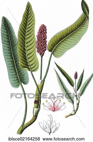 Water Knotweed or Water Smartweed (Polygonum amphibium), medicinal plant, useful plant, chromolithography, circa 1870 View Large Photo Image Stock Photo - Water Knotweed or Water Smartweed (Polygonum amphibium), medicinal plant, useful plant, chromolithography, circa 1870. Fotosearch