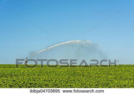 Watering in a field of sunflowers. Puy de Dome, Auvergne Rhone Alpes, France, Europe View Large Photo Image Stock Photography - Watering in a field of sunflowers. Puy de Dome, Auvergne Rhone Alpes, France, Europe. Fotosearch
