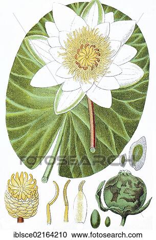 Waterlily (Nymphaea polystigma), medicinal plant, crop plant, chromolithography, about 1870 View Large Photo Image Stock Image - Waterlily (Nymphaea polystigma), medicinal plant, crop plant, chromolithography, about 1870. Fotosearch