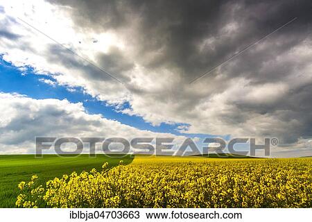 Weather, field of colza with dark couds, Puy de Dome department, Auvergne Rhone Alpes, France, Europe View Large Photo Image Stock Image - Weather, field of colza with dark couds, Puy de Dome department, Auvergne Rhone Alpes, France, Europe. Fotosearch