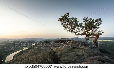 Weather Pine, Pine on the Lilienstein, Saxon Switzerland, Elbe Sandstone Mountains, Saxony, Germany, Europe View Large Photo Image Stock Photo - Weather Pine, Pine on the Lilienstein, Saxon Switzerland, Elbe Sandstone Mountains, Saxony, Germany, Europe. Fotosearch