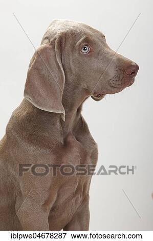 Weimaraner, puppy, 4 months, animal portrait View Large Photo Image Stock Photo - Weimaraner, puppy, 4 months, animal portrait. Fotosearch