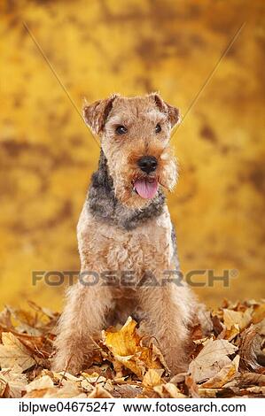 Welsh Terrier, bitch, 14 years, old dog sitting in autumn leaves View Large Photo Image Stock Photo - Welsh Terrier, bitch, 14 years, old dog sitting in autumn leaves. Fotosearch