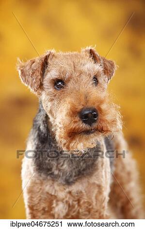 Welsh Terrier, bitch, 14 years, old dog, animal portrait View Large Photo Image Stock Image - Welsh Terrier, bitch, 14 years, old dog, animal portrait. Fotosearch