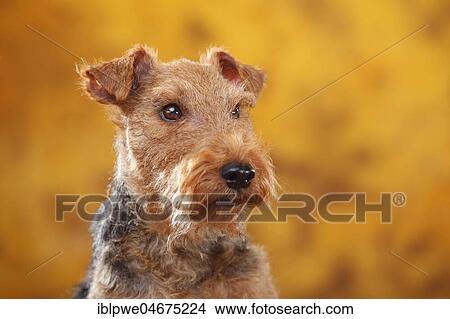 Welsh Terrier, Bitch, animal portrait View Large Photo Image Picture - Welsh Terrier, Bitch, animal portrait. Fotosearch