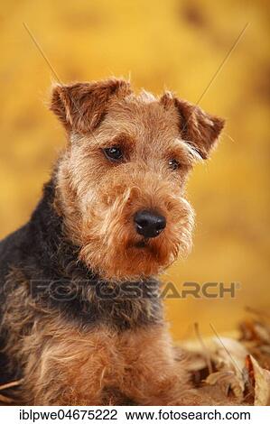 Welsh Terrier, Bitch, animal portrait View Large Photo Image Stock Image - Welsh Terrier, Bitch, animal portrait. Fotosearch