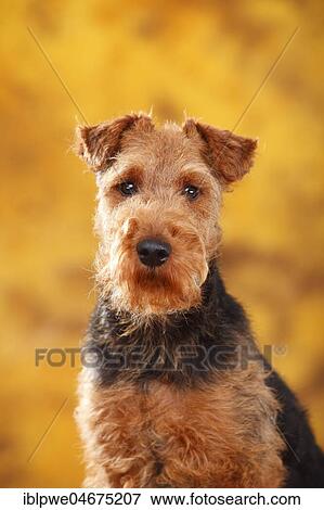 Welsh Terrier, Bitch, animal portrait View Large Photo Image Stock Photo - Welsh Terrier, Bitch, animal portrait. Fotosearch