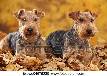 Welsh Terrier, bitches, lying in autumn leaves View Large Photo Image Stock Image - Welsh Terrier, bitches, lying in autumn leaves. Fotosearch