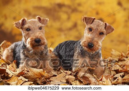 Stock Photo - Welsh Terrier, bitches, lying in autumn leaves. Fotosearch