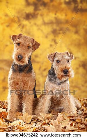 Stock Image - Welsh Terrier, bitches, sitting in autumn leaves. Fotosearch