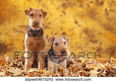 Welsh Terrier, bitches, sitting in autumn leaves View Large Photo Image Stock Image - Welsh Terrier, bitches, sitting in autumn leaves. Fotosearch
