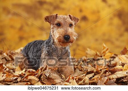 Stock Image - Welsh Terrier, female, lies in autumn leaves. Fotosearch
