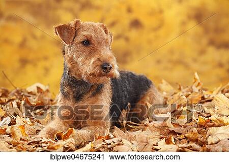 Welsh Terrier, female, lies in autumn leaves View Large Photo Image Stock Image - Welsh Terrier, female, lies in autumn leaves. Fotosearch