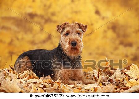 Stock Photo - Welsh Terrier, female, lies in autumn leaves. Fotosearch