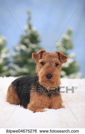 Stock Photograph - Welsh Terrier, female, lies in artificial snow, wintery. Fotosearch