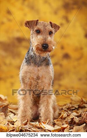 Welsh Terrier, female, sits in autumn leaves View Large Photo Image Picture - Welsh Terrier, female, sits in autumn leaves. Fotosearch