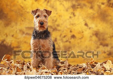 Stock Photo - Welsh Terrier, female, sits in autumn leaves. Fotosearch
