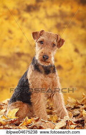 Welsh Terrier, female, sits in autumn leaves View Large Photo Image Stock Photo - Welsh Terrier, female, sits in autumn leaves. Fotosearch