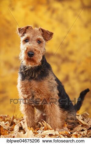 Welsh Terrier, female, sits in autumn leaves View Large Photo Image Stock Photograph - Welsh Terrier, female, sits in autumn leaves. Fotosearch