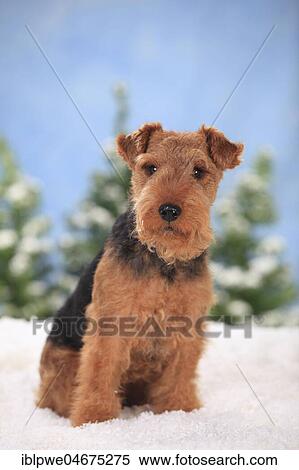 Welsh Terrier, female, sits in artificial snow, wintery View Large Photo Image Stock Photography - Welsh Terrier, female, sits in artificial snow, wintery. Fotosearch