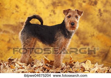 Welsh Terrier, female, standing in autumn leaves View Large Photo Image Picture - Welsh Terrier, female, standing in autumn leaves. Fotosearch