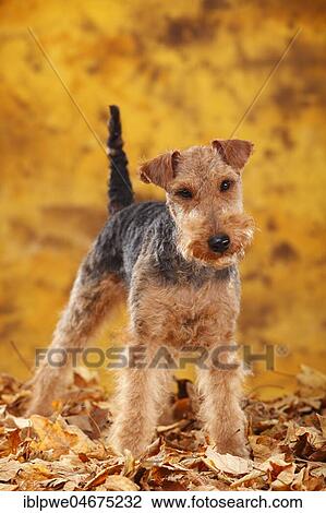 Stock Image - Welsh Terrier, female, standing in autumn leaves. Fotosearch