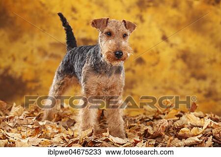 Welsh Terrier, female, standing in autumn leaves View Large Photo Image Stock Image - Welsh Terrier, female, standing in autumn leaves. Fotosearch
