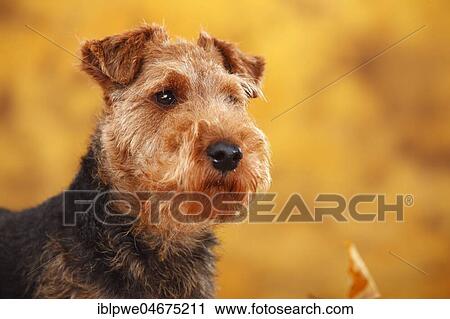 Stock Image - Welsh Terrier, female. Fotosearch