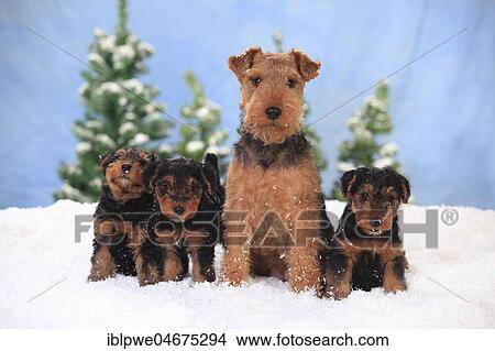 Picture - Welsh Terrier, female with 8 weeks old puppies, sitting in artificial snow, winterly. Fotosearch