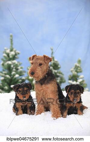 Stock Image - Welsh Terrier, female with 8 weeks old puppies, sitting in artificial snow, winterly. Fotosearch