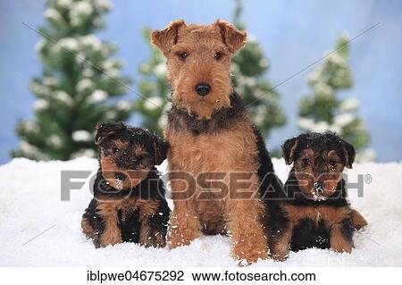 Welsh Terrier, female with 8 weeks old puppies, sitting in artificial snow, winterly View Large Photo Image Stock Image - Welsh Terrier, female with 8 weeks old puppies, sitting in artificial snow, winterly. Fotosearch