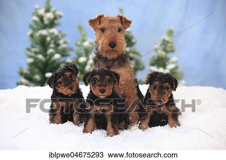 Stock Image - Welsh Terrier, female with 8 weeks old puppies, sitting in artificial snow, winterly. Fotosearch