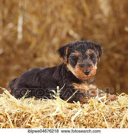 Welsh Terrier, puppy, 7 weeks, lying on straw View Large Photo Image Stock Photo - Welsh Terrier, puppy, 7 weeks, lying on straw. Fotosearch
