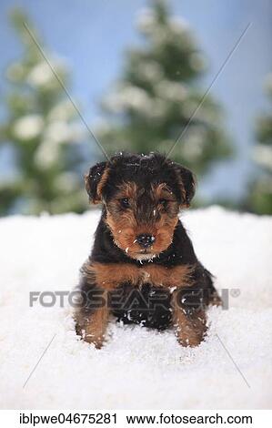Welsh Terrier, puppy, 8 weeks, sits in artificial snow, wintery View Large Photo Image Stock Image - Welsh Terrier, puppy, 8 weeks, sits in artificial snow, wintery. Fotosearch