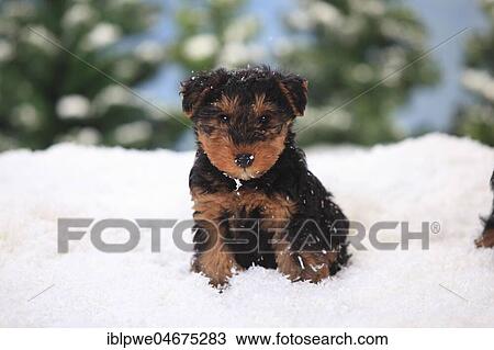 Stock Image - Welsh Terrier, puppy, 8 weeks, sits in artificial snow, wintery. Fotosearch