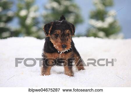 Welsh Terrier, puppy, 8 weeks, sits in artificial snow, wintery View Large Photo Image Stock Photo - Welsh Terrier, puppy, 8 weeks, sits in artificial snow, wintery. Fotosearch