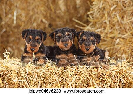 Welsh Terrier, three puppies, 7 weeks, lying in straw View Large Photo Image Stock Image - Welsh Terrier, three puppies, 7 weeks, lying in straw. Fotosearch