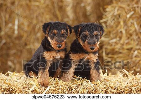 Welsh Terrier, two puppies, 7 weeks, sitting in straw View Large Photo Image Stock Image - Welsh Terrier, two puppies, 7 weeks, sitting in straw. Fotosearch