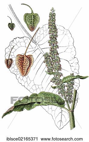 Western Dock (Rumex aquaticus), medicinal and useful plant, chromolithograph, circa 1790 View Large Photo Image Stock Image - Western Dock (Rumex aquaticus), medicinal and useful plant, chromolithograph, circa 1790. Fotosearch