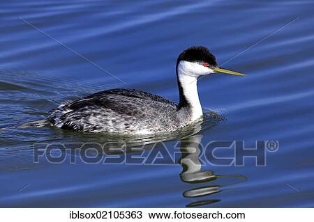 Stock Image - Western Grebe (Aechmophorus occidentalis), adult, swiming, Monterey, California, USA, North America. Fotosearch