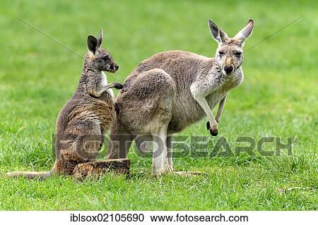 Western Grey Kangaroo (Macropus fuliginosus), mother and young, Cleland Wildlife Park, South Australia, Australia, Oceania View Large Photo Image Stock Image - Western Grey Kangaroo (Macropus fuliginosus), mother and young, Cleland Wildlife Park, South Australia, Australia, Oceania. Fotosearch