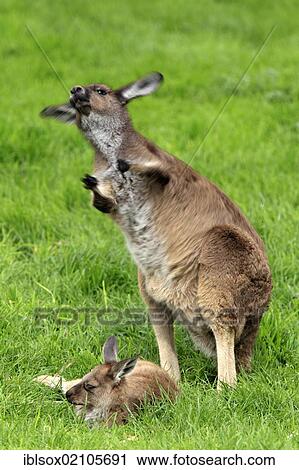 Western Grey Kangaroo (Macropus fuliginosus), mother and young, Cleland Wildlife Park, South Australia, Australia, Oceania View Large Photo Image Stock Image - Western Grey Kangaroo (Macropus fuliginosus), mother and young, Cleland Wildlife Park, South Australia, Australia, Oceania. Fotosearch