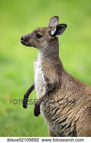 Western Grey Kangaroo (Macropus fuliginosus), young, portrait, Cleland Wildlife Park, South Australia, Australia, Oceania View Large Photo Image Stock Image - Western Grey Kangaroo (Macropus fuliginosus), young, portrait, Cleland Wildlife Park, South Australia, Australia, Oceania. Fotosearch