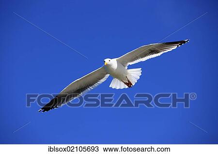 Stock Image - Western Gull (Larus occidentalis), adult, in flight, Monterey, California, USA, North America. Fotosearch
