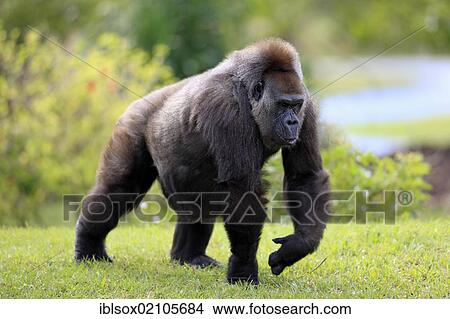 Picture - Western Lowland Gorilla (Gorilla gorilla), adult, female, captive, Florida, USA, North America. Fotosearch