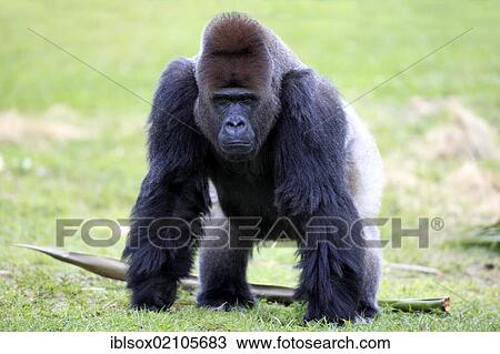 Stock Image - Western Lowland Gorilla (Gorilla gorilla), adult, male, silverback, captive, Florida, USA, North America. Fotosearch