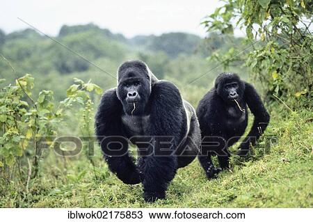 Western Lowland Gorilla (Gorilla gorilla gorilla), silver back and female, Virunga National Park, Congo, Africa View Large Photo Image Stock Image - Western Lowland Gorilla (Gorilla gorilla gorilla), silver back and female, Virunga National Park, Congo, Africa. Fotosearch