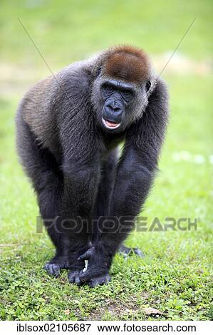 Stock Photo - Western Lowland Gorilla (Gorilla gorilla), juvenile, captive, Florida, USA, North America. Fotosearch